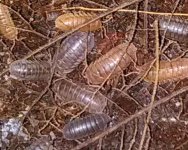 isopods05.jpg