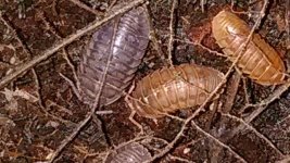 isopods07.jpg