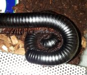 Millipede curling.jpg