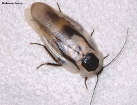 Blaberus_fusca_07.jpg