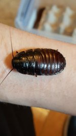20170224_111943_zpss1gnfjzs.jpg