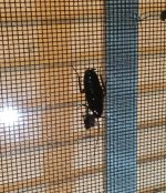 IMG_3689.JPG