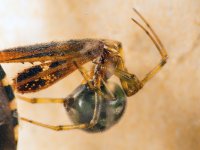 HouseSpider.jpg HouseSpider.jpg