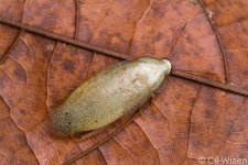 Panchlora-sp-JS.jpg