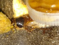 IMG_20170530_031224.jpg