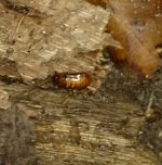 IMG_20170531_234303.jpg