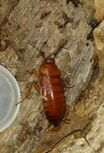 IMG_20170602_233118.jpg