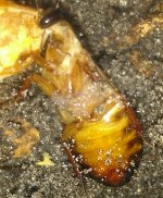 IMG_20170606_023355.jpg