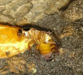 IMG_20170606_023641.jpg