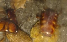 IMG_20170609_024941.jpg