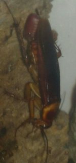 IMG_20170609_233032.jpg