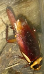 IMG_20170625_013038.jpg