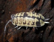 Porcellio ornatus high yellow Peter.JPG