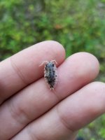 isopod12.jpg