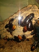 Wire Hisser 2.jpg