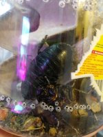 IMG_20180207_070611733 small 2.jpg