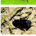 roach.jpg
