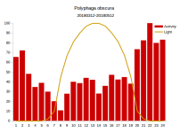 polyphaga_obscura.png polyphaga_obscura.png