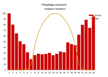 polyphaga_saussurei.png polyphaga_saussurei.png