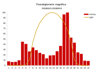 pseudoglomeris_magnifica.png pseudoglomeris_magnifica.png