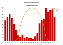schizopilia_fissicollis.png schizopilia_fissicollis.png