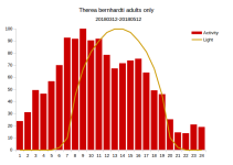 therea_bernhardti_adults.png therea_bernhardti_adults.png