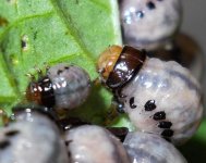 Chrysomelid larvae.JPG Chrysomelid larvae.JPG