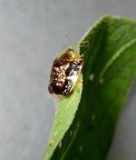 Plagiometriona clavata - Clavate Tortoise Beetle.jpg