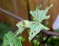 Clavate Tortoise Beetle larva.JPG