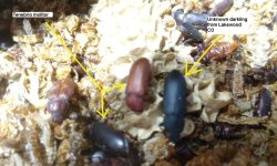darkling labeled IMG_20190102_184452530.jpg