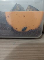 simandoa behind food bowl.jpg