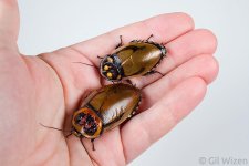 Hormetica-vs-Lucihormetica-3.jpg Hormetica-vs-Lucihormetica-3.jpg