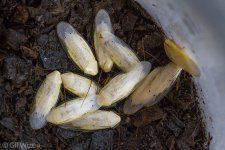 white-Panchlora-Belize1.jpg