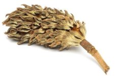 magnolia_nut_pod.jpg