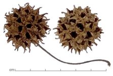liquidambar_styraciflua_1.jpg