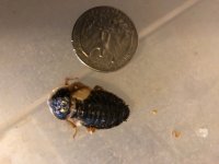 dubia small female.jpg