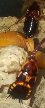 20200810_144739~6.jpg