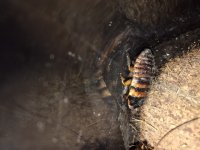 792017F1-606E-4B49-87B1-FE6FA8706F99.jpeg 792017F1-606E-4B49-87B1-FE6FA8706F99.jpeg