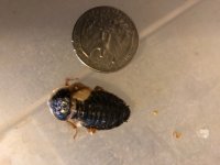 dubia small female.jpg