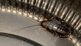 5B1CA9E8-B635-46A4-B411-D04A112AD92B.jpeg 5B1CA9E8-B635-46A4-B411-D04A112AD92B.jpeg