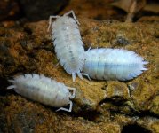 Porcellio scaber gold dalmatian.JPG