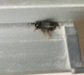 Roach_question_mark_5.jpeg