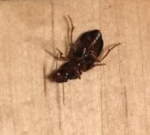 Roach_question_mark_4.jpeg