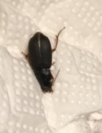 Roach_question_mark_3.jpeg
