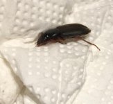 Roach_question_mark_2.jpeg
