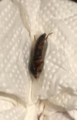 Roach_question_mark_1.jpeg