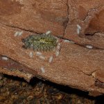 green spot cubaris.jpg