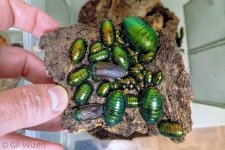 Pseudoglomeris-magnifica.jpg Pseudoglomeris-magnifica.jpg