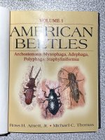 beetle-2.jpg