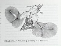 beetle-4.jpg
